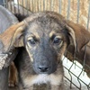 Ares R Welpe Valcea